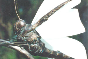 Sculpt-Art_Brass-Bronze-1